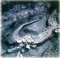 �������������µĺ���