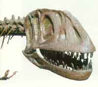 �޴�Ŀ���ͷ�ǻ�ʯ