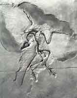 ���ڵ¹���ʼ����ʯ