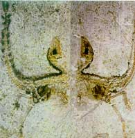 �����������л�����ʯ����Ϊʵ�廯ʯ����Ϊ��ӡ�ۻ�ʯ��