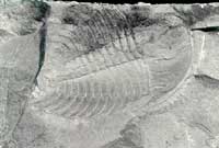 ��ͬ��̬����Ҷ��