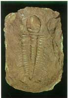 ��̬��ͬ����Ҷ��