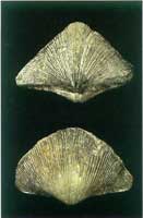 ʵ�廯ʯ�����㶯��