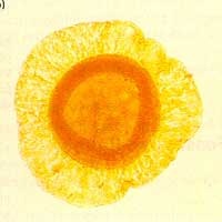 ��̬�����ֲ����ۻ�ʯ