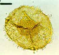 ��̬�����ֲ����ۻ�ʯ