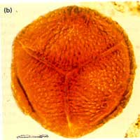 ��̬�����ֲ����ۻ�ʯ