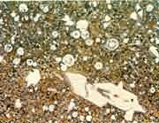 ��΢���µ������ҽṹ