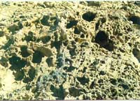 �ϼ���½���硰��ʳ������ʯ����