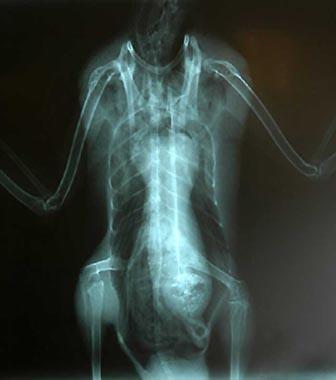 ҰѼ,������