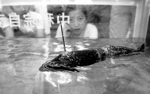 仿生机器鱼,中科院