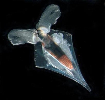 ������,������