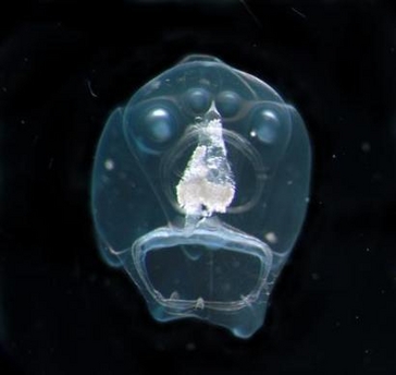 ������,������