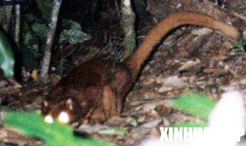 ʳ�����֣�ӡ��