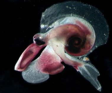 ������,������