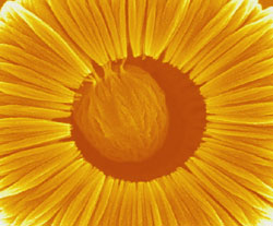 yellow nano flower