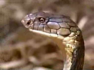 ������ѧ��ͽ�ֲ�׽����������۾�����(ͼ)