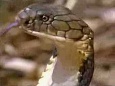 ������ѧ��ͽ�ֲ�׽����������۾�����(ͼ)