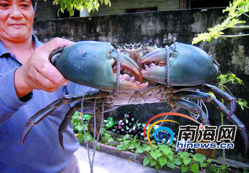 ����Ϻũ���Լ�����ץ������5��޴��з(ͼ)