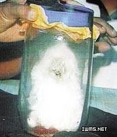 ����������ҽ��ץ��һֻ��ɫ��Ѫ��(ͼ)