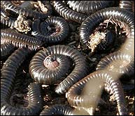 �¹�С�򻷳���ǽ ����ǧ��ֳ�������(ͼ)