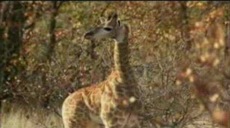 ����¹��ʨȺ��ǿ�ֿ��߷���ֻʨ��(��ͼ)