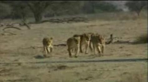 ����¹��ʨȺ��ǿ�ֿ��߷���ֻʨ��(��ͼ)