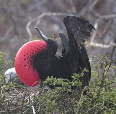 鸟类多姿多彩的“婚姻与家庭”(组图) 鸟类多姿多彩的“婚姻与家庭”(组图)