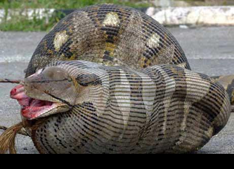 ���ؽ�����������ˮĸ����ʳ����ľ���(ͼ)