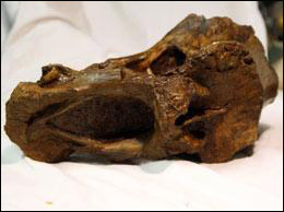 1亿年前恐龙化石存放113年竟无人问津(图) 1亿年前恐龙化石存放113年竟无人问津(图)