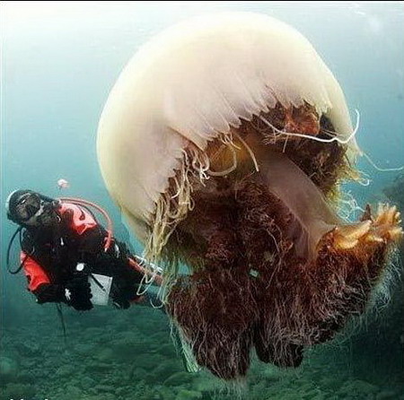 �ֲ����������� ����������ˮĸ(��ͼ)