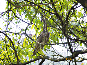 ����ż�����㶫���������������ص���(ͼ)