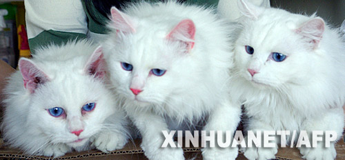 ֲ�벡��������� ����¡èȫ����ӫ��(ͼ)