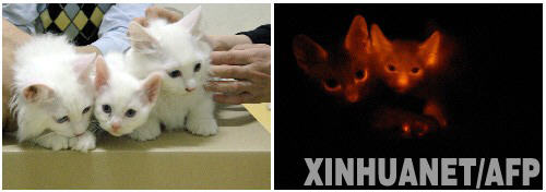 ֲ�벡��������� ����¡èȫ����ӫ��(ͼ)