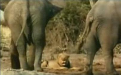 ʨȺ��������󹥻��������� ҹ�䱨��(��ͼ)