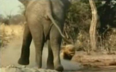 ʨȺ��������󹥻��������� ҹ�䱨��(��ͼ)