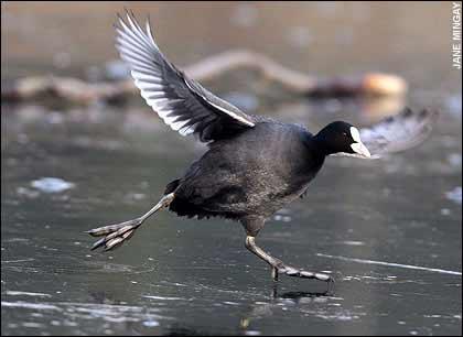 �����̿��������������(��ͼ)