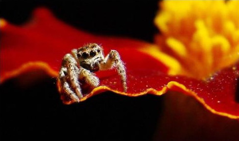 ��ǧ�������治�� ����ֻ�۾���֩��(ͼ)