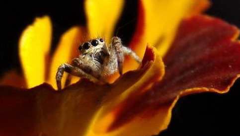 ��ǧ�������治�� ����ֻ�۾���֩��(ͼ)