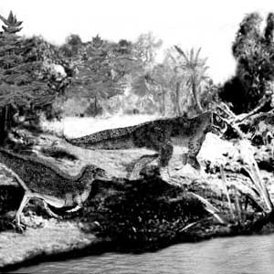 �������ִ�������֯������ʯ ֻ����һ����