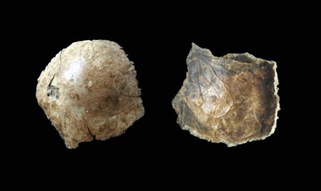 我国发现新古人类头盖骨化石 早于山顶洞人 我国发现新古人类头盖骨化石 早于山顶洞人