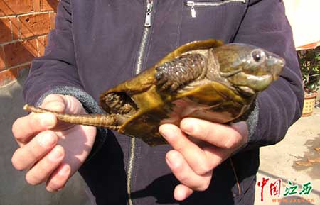 ���񲶻񡰹ֹꡱ�沿����èͷӥ(��ͼ)