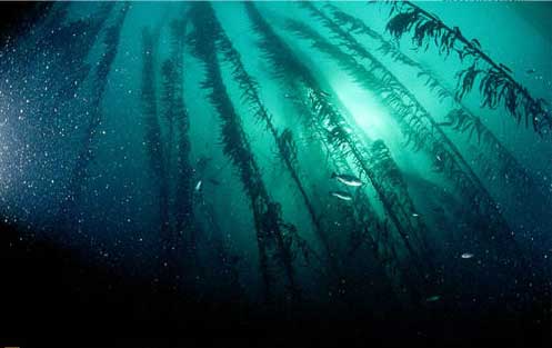 美得令人惊叹 你从未见过的“海藻花园”(图) 美得令人惊叹 你从未见过的“海藻花园”(图)