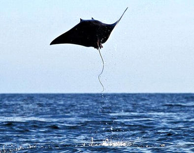 �������񲶻񳬼���ħ���㡱 �ش�3000��(ͼ)