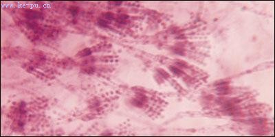 �������żȻ���ش�����΢��¯(��ͼ)(2)