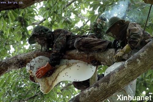 领略云南勐腊高空采蜜人的神秘生活(组图)