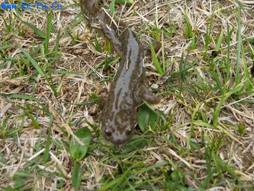 �½�����������Σ�ʯ����(��ͼ)