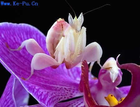 ʮ�����˿ֲ������棺����