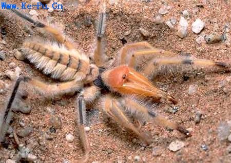 ʮ�����˿ֲ������棺����