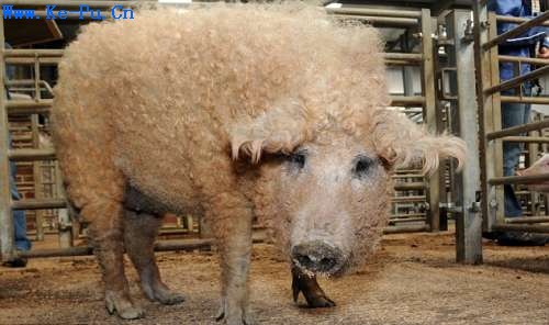 �Ƽ�ʱ��_Ӣ������������ë��ȫ������ë(��ͼ)