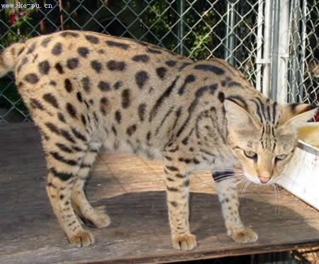 ʮ���������ӽ�����ȴ���ԭè